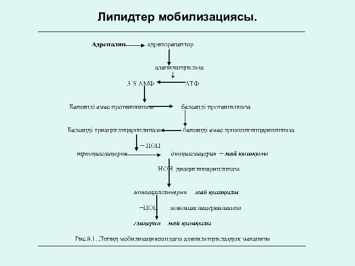 Липидтер мобилизациясы.