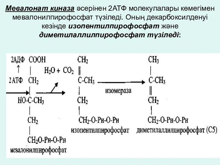 Мевалонат киназа әсерінен 2АТФ молекулалары көмегімен мевалонилпирофосфат түзіледі. Оның декарбоксилденуі кезінде изопентилпирофосфат және диметилаллилпирофосфат түзіледі: