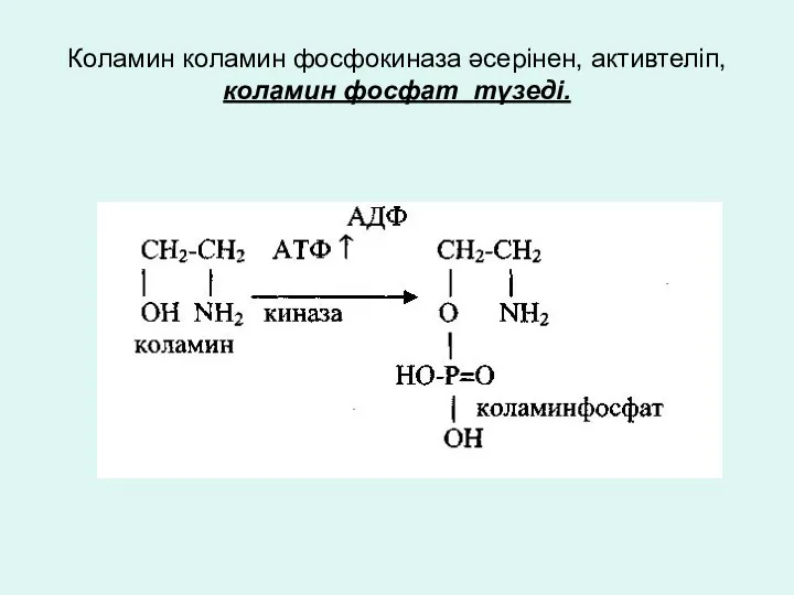 Коламин коламин фосфокиназа әсерінен, активтеліп, коламин фосфат түзеді.