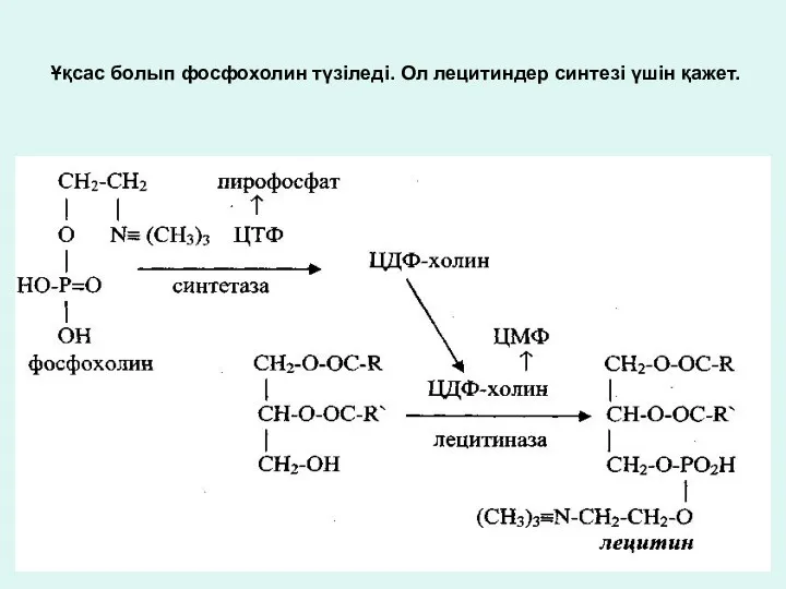 Ұқсас болып фосфохолин түзіледі. Ол лецитиндер синтезі үшін қажет.
