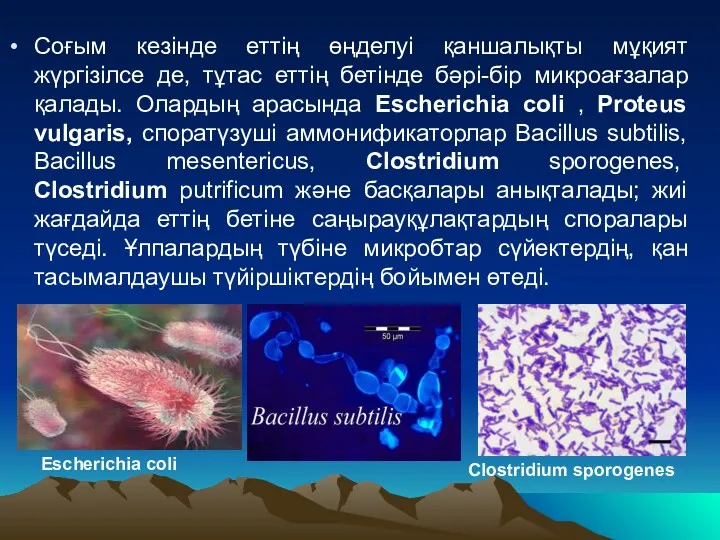 Соғым кезінде еттің өңделуі қаншалықты мұқият жүргізілсе де, тұтас еттің