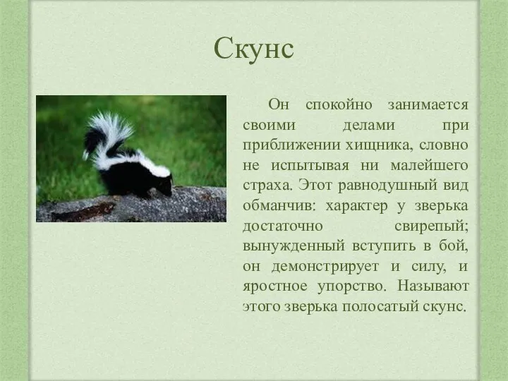 Скунс Он спокойно занимается своими делами при приближении хищника, словно