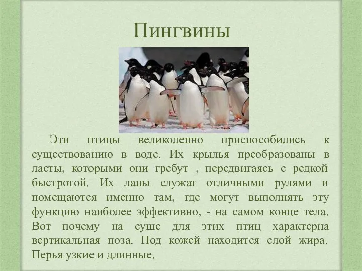 Пингвины Эти птицы великолепно приспособились к существованию в воде. Их