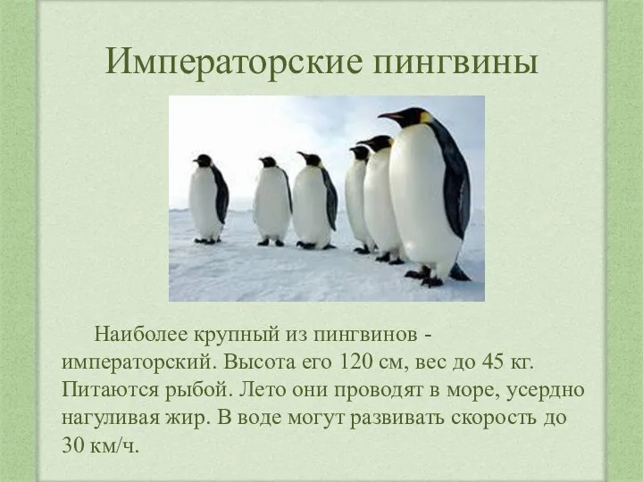 Императорские пингвины Наиболее крупный из пингвинов - императорский. Высота его