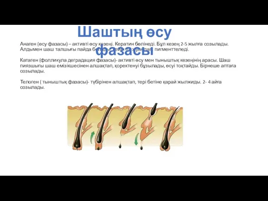 Анаген (өсу фазасы) – активті өсу кезеңі. Кератин бөлінеді. Бұл кезең 2-5 жылға