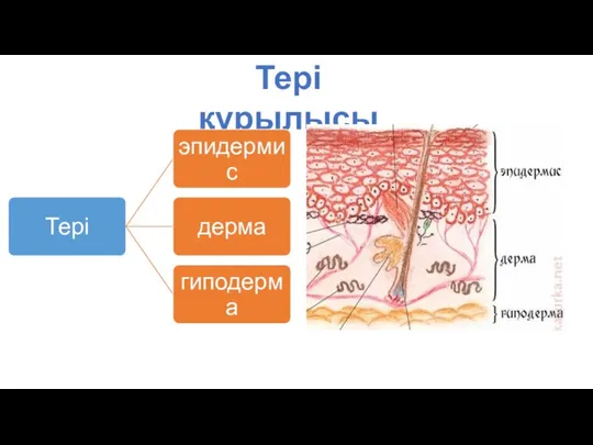 Тері құрылысы