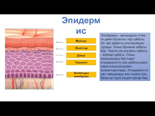 Эпидермис Мүйізді Жылтыр Дәнді Тікенекті Базальды мембрана Эпидермис - қалыңдығы 4 мм-ге дейін