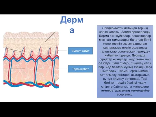 Эпидермистің астында терінің негізгі қабаты -дерма орналасады. Дерма екі: жүйкелер, рецепторлар мен қан