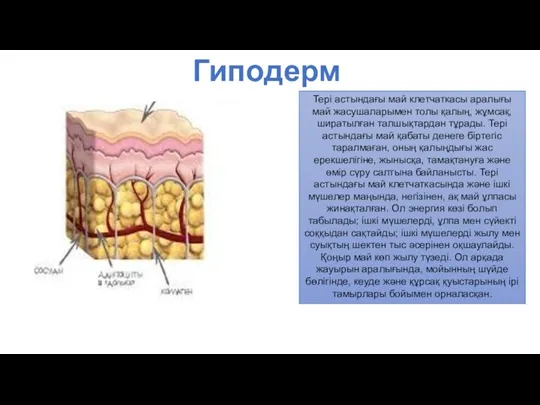 Гиподерма Тері астындағы май клетчаткасы аралығы май жасушаларымен толы қалың, жұмсақ, ширатылған талшықтардан