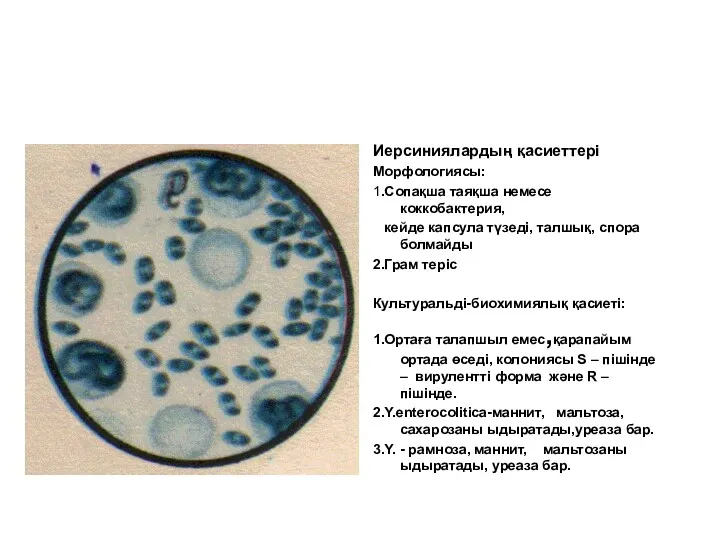 Иерсиниялардың қасиеттері Морфологиясы: 1.Сопақша таяқша немесе коккобактерия, кейде капсула түзеді,