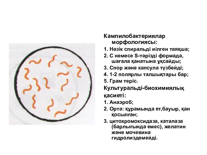 Кампилобактериялар морфологиясы: 1. Нәзік спиральді иілген таяқша; 2. С немесе