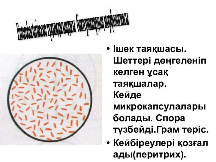 Ішек таяқшасы.Шеттері дөңгеленіп келген ұсақ таяқшалар. Кейде микрокапсулалары болады. Спора