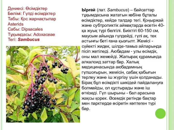 Ырғай (лат. Sambucus) – байсаттар тұқымдасына жататын көбіне бұталы өсімдіктер,