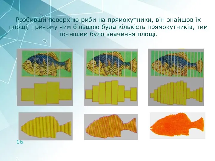 Розбивши поверхню риби на прямокутники, він знайшов їх площі, причому