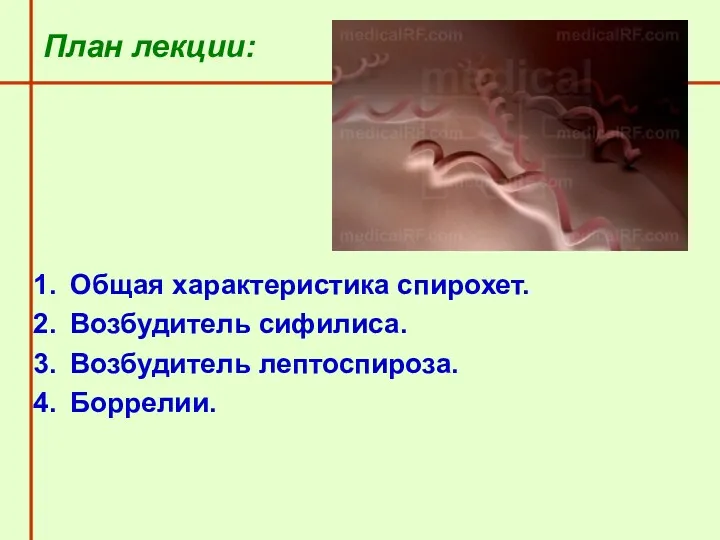 План лекции: Общая характеристика спирохет. Возбудитель сифилиса. Возбудитель лептоспироза. Боррелии.