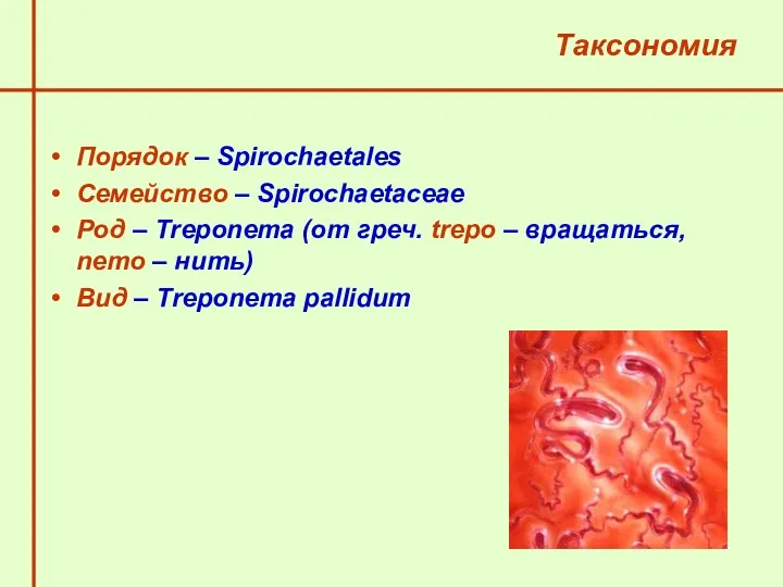 Таксономия Порядок – Spirochaetales Семейство – Spirochaetaceae Род – Тreponema