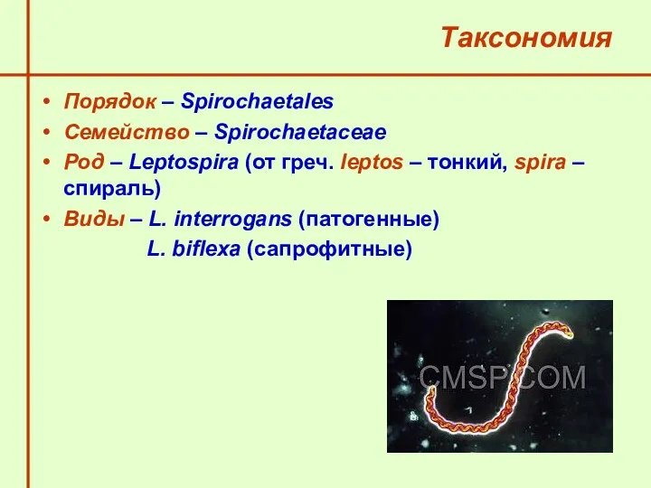 Таксономия Порядок – Spirochaetales Семейство – Spirochaetaceae Род – Leptospira