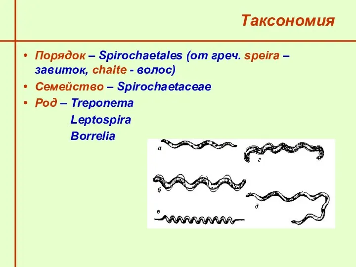 Таксономия Порядок – Spirochaetales (от греч. speira – завиток, chaite