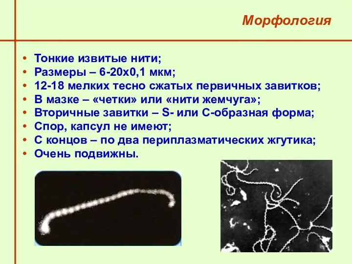 Морфология Тонкие извитые нити; Размеры – 6-20х0,1 мкм; 12-18 мелких