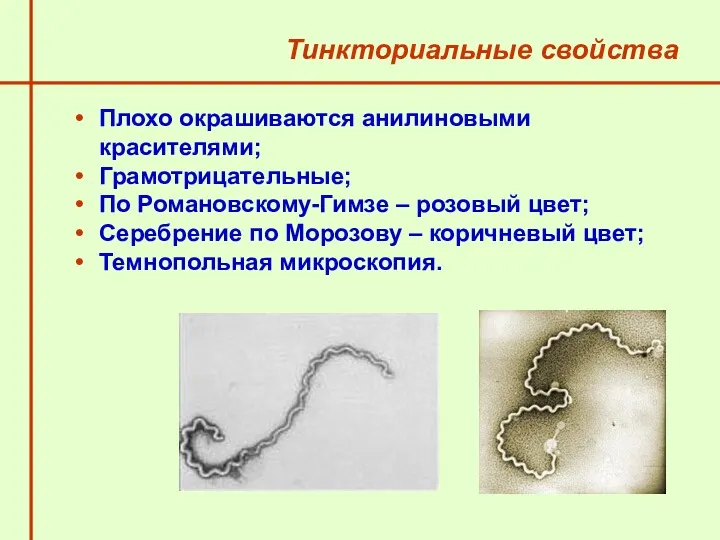 Тинкториальные свойства Плохо окрашиваются анилиновыми красителями; Грамотрицательные; По Романовскому-Гимзе –