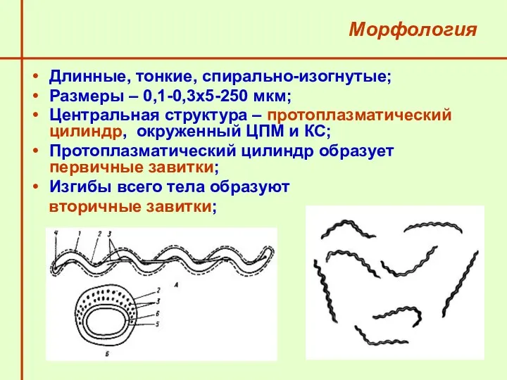 Морфология Длинные, тонкие, спирально-изогнутые; Размеры – 0,1-0,3х5-250 мкм; Центральная структура