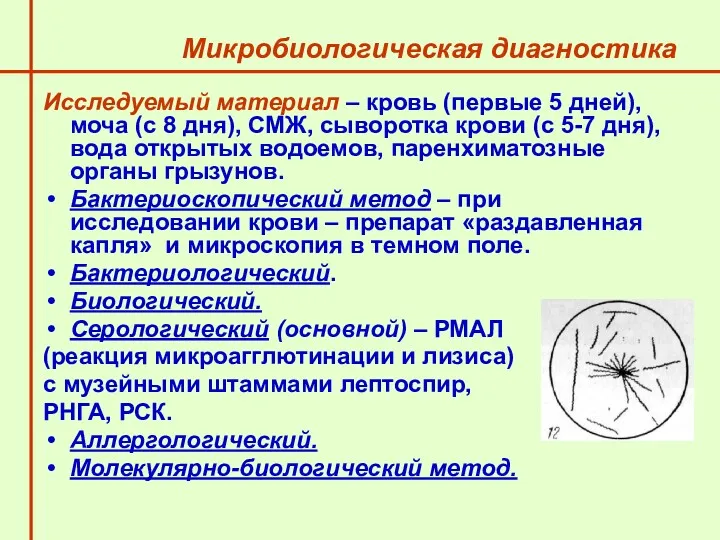 Микробиологическая диагностика Исследуемый материал – кровь (первые 5 дней), моча