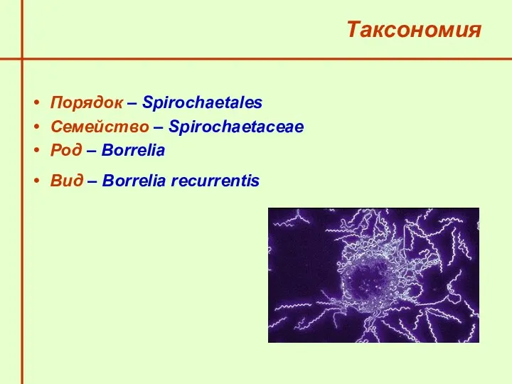 Таксономия Порядок – Spirochaetales Семейство – Spirochaetaceae Род – Borrelia Вид – Borrelia recurrentis