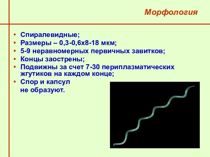 Морфология Спиралевидные; Размеры – 0,3-0,6х8-18 мкм; 5-9 неравномерных первичных завитков;