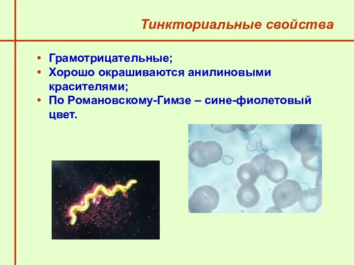 Тинкториальные свойства Грамотрицательные; Хорошо окрашиваются анилиновыми красителями; По Романовскому-Гимзе – сине-фиолетовый цвет.