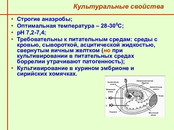 Культуральные свойства Строгие анаэробы; Оптимальная температура – 28-300С; рН 7,2-7,4;