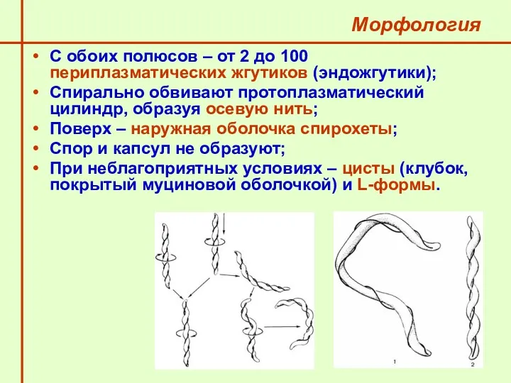 Морфология С обоих полюсов – от 2 до 100 периплазматических