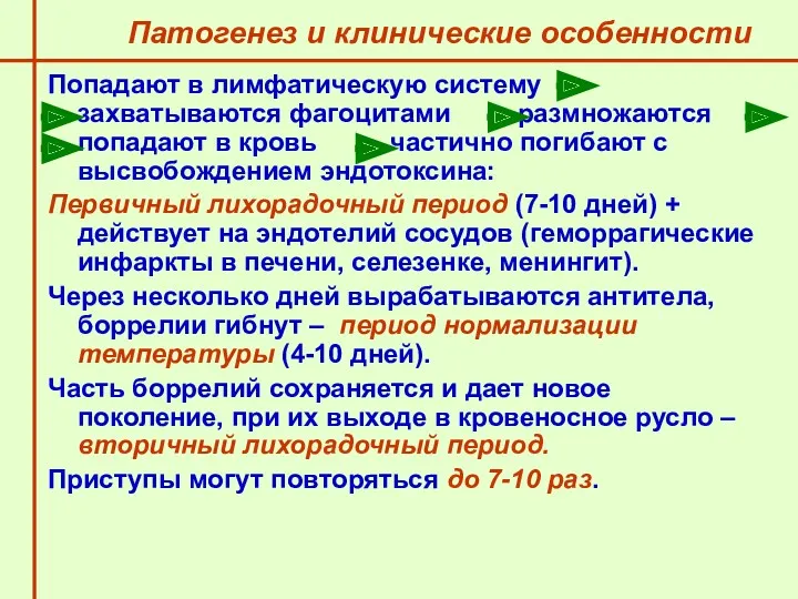 Патогенез и клинические особенности Попадают в лимфатическую систему захватываются фагоцитами