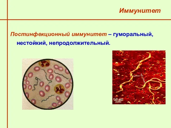 Иммунитет Постинфекционный иммунитет – гуморальный, нестойкий, непродолжительный.