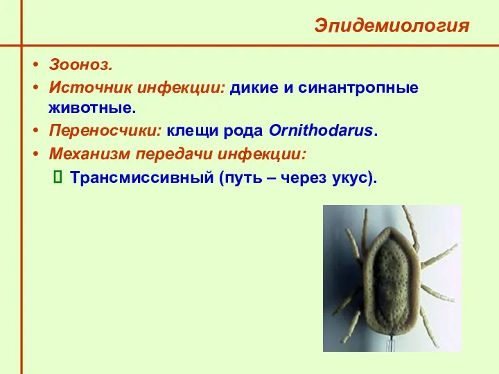 Эпидемиология Зооноз. Источник инфекции: дикие и синантропные животные. Переносчики: клещи