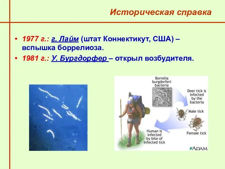 Историческая справка 1977 г.: г. Лайм (штат Коннектикут, США) –