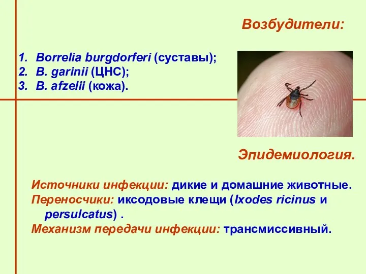 Возбудители: Borrelia burgdorferi (суставы); B. garinii (ЦНС); B. afzelii (кожа).