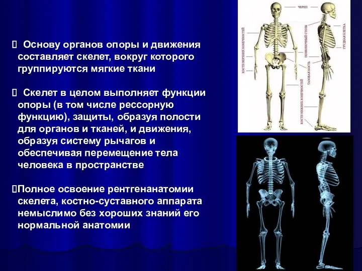 Основу органов опоры и движения составляет скелет, вокруг которого группируются