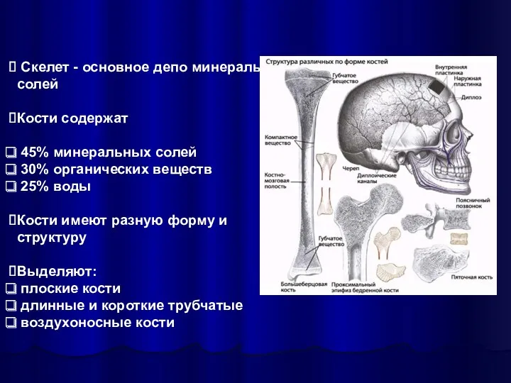 Скелет - основное депо минеральных солей Кости содержат 45% минеральных