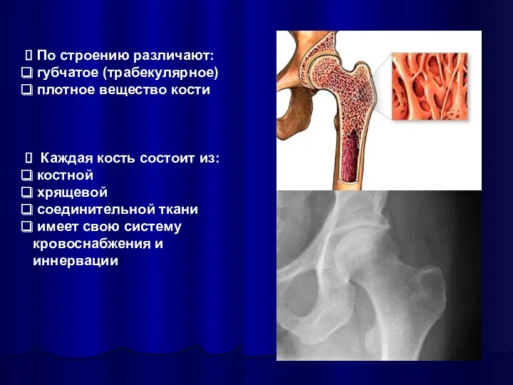 По строению различают: губчатое (трабекулярное) плотное вещество кости Каждая кость