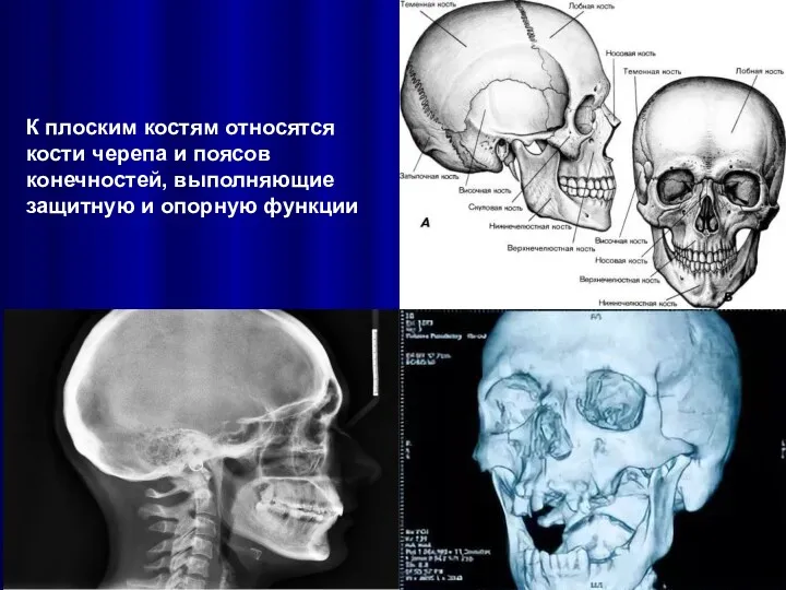 К плоским костям относятся кости черепа и поясов конечностей, выполняющие защитную и опорную функции