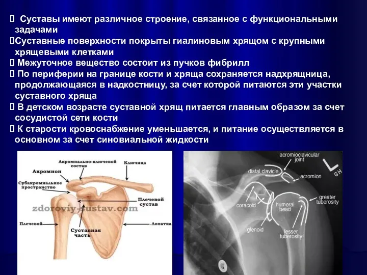 Суставы имеют различное строение, связанное с функциональными задачами Суставные поверхности