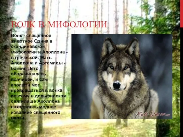 Волк - священное животное Одина в скандинавской мифологии и Аполлона
