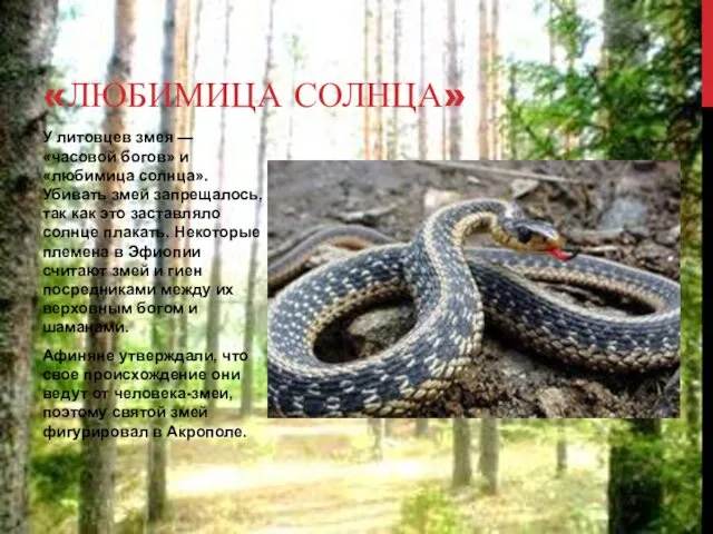 У литовцев змея — «часовой богов» и «любимица солнца». Убивать