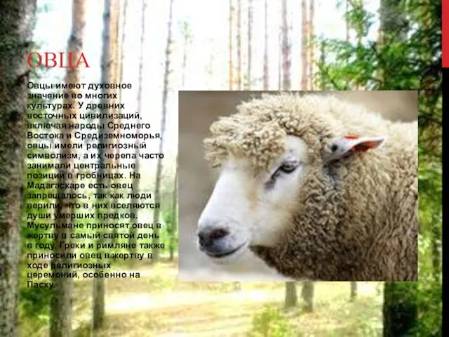 Овцы имеют духовное значение во многих культурах. У древних восточных