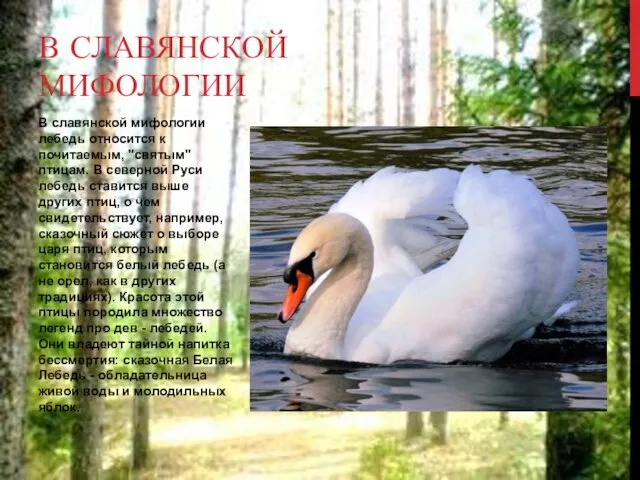 В славянской мифологии лебедь относится к почитаемым, "святым" птицам. В