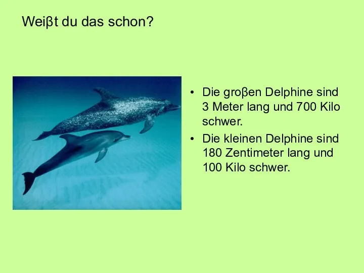 Weiβt du das schon? Die groβen Delphine sind 3 Meter