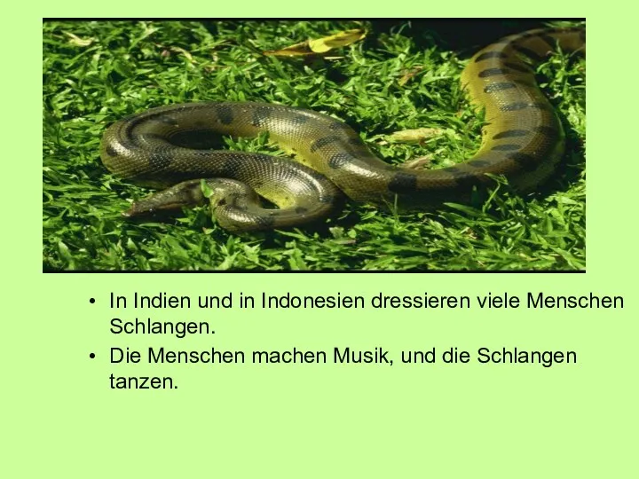 In Indien und in Indonesien dressieren viele Menschen Schlangen. Die