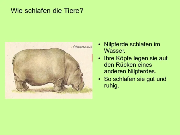 Wie schlafen die Tiere? Nilpferde schlafen im Wasser. Ihre Köpfe