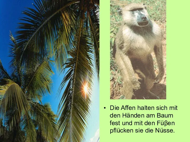 Die Affen halten sich mit den Händen am Baum fest