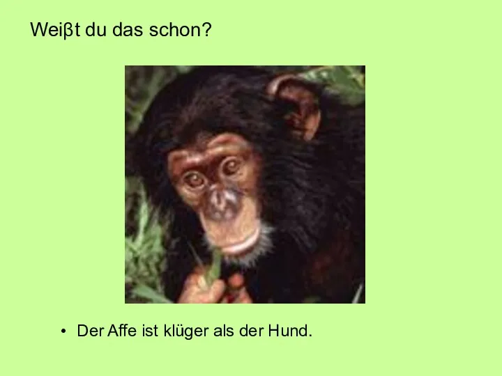 Weiβt du das schon? Der Affe ist klüger als der Hund.